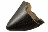 Serrated, Tyrannosaur Tooth Tip - Judith River Formation #194316-1